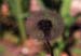 22-Dandelion_with_Spider