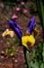 23-Blue_&_Yellow_Iris