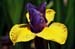 25-Iris_Emerging