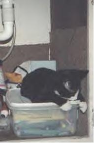 Kitty in the cupboard