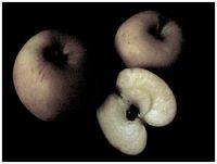 Apples