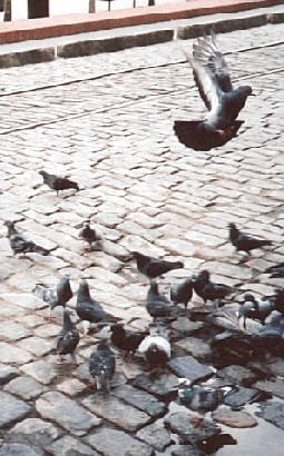 Yes, that is a whole lot of pigeons.