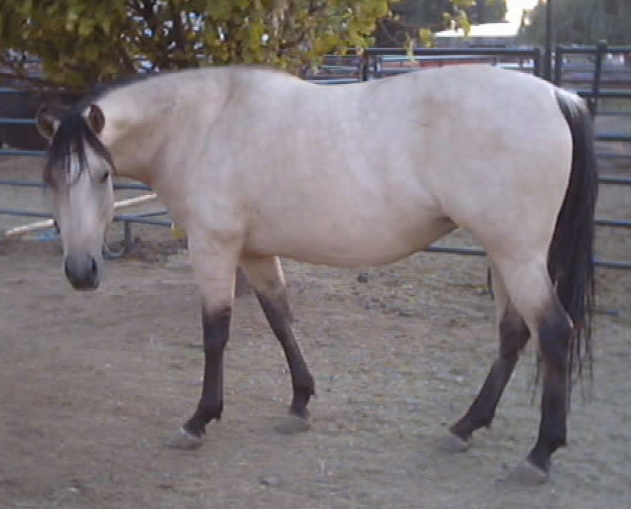 Duchess