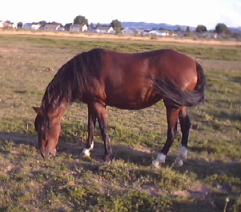 Trixie