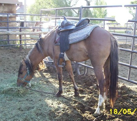Mighty Duke