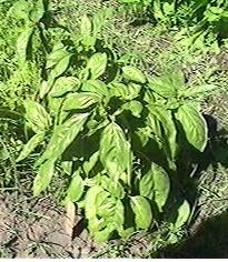 annoyingly fast growing Basil