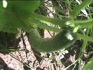 Little baby Cuecumber