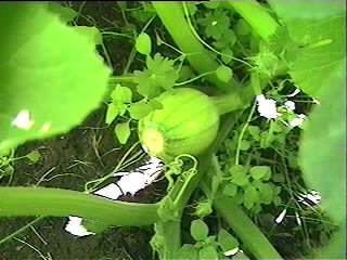 ah, a cute baby pumpkin