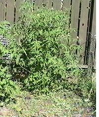 My Yellow Tomatoe plant