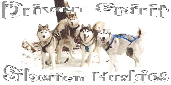 Driven Spirit Siberians