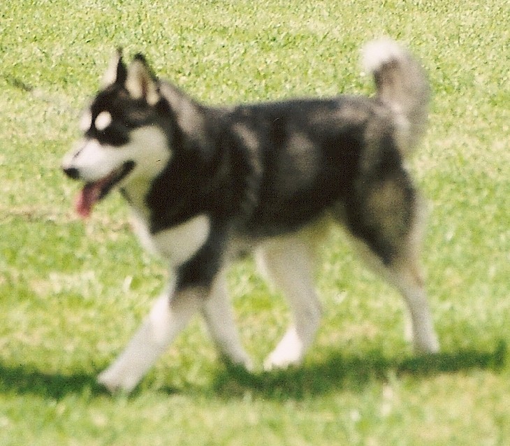 Iris on her way to BIM Puppy!