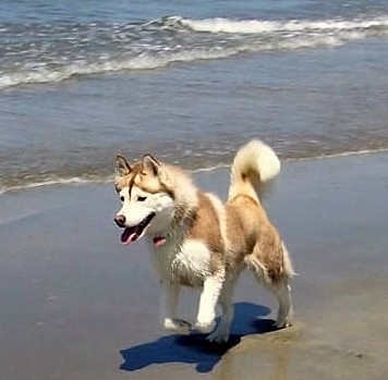 Rose at the beach