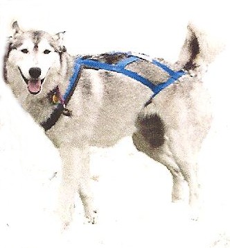 Rescue Dog Alicia
