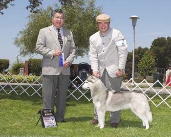 Crystal, Best of Winners CHKC2