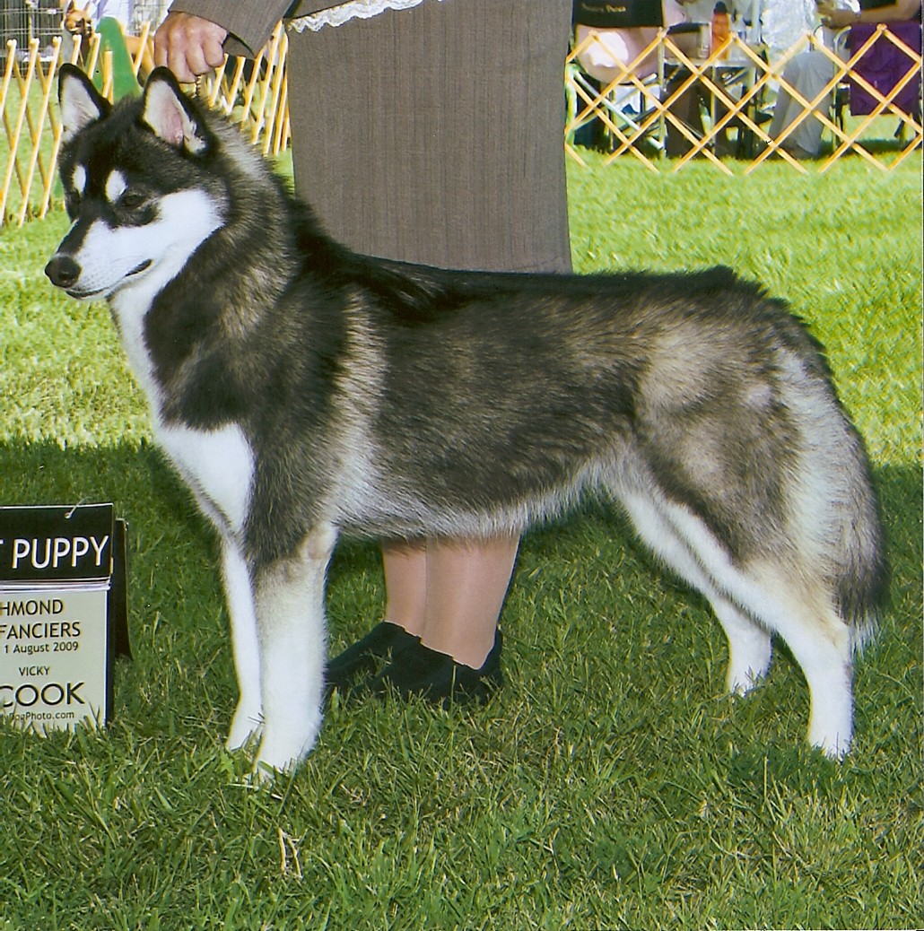 Iris pup