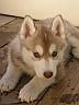 Jasmine