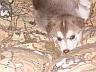 Jasmine puppy