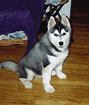 puppy Loius