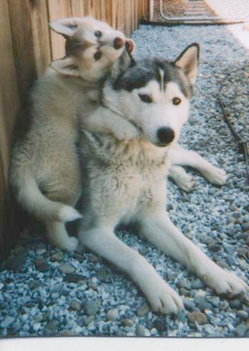 Puppy Maggie & Chrystal