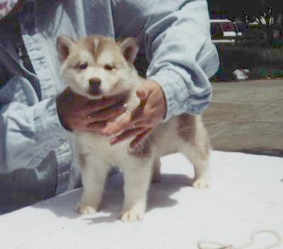 Maggie as a pup