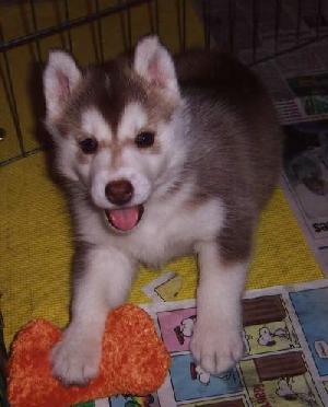 Puppy Rose