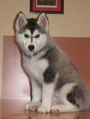 Puppy Sasha