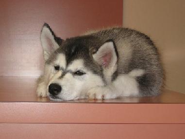puppy Sasha