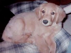 Cooper