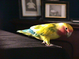 Elvis 1