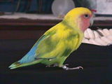 Elvis 2