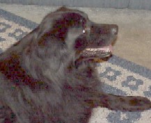 Sampson