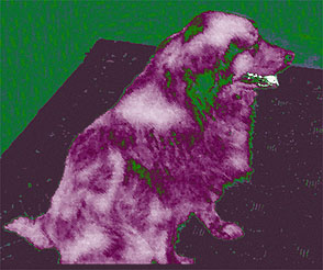 Sampson 1