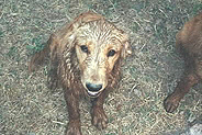 max_muddy.jpg