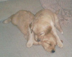 Max and Cooper
