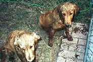 pups_muddy.jpg
