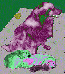 Sampson 4