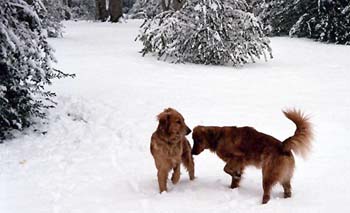 snowyboys