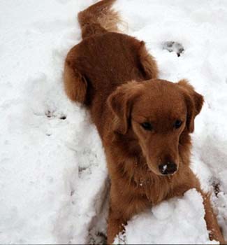 snowycoop