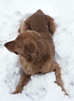 snowycoop2