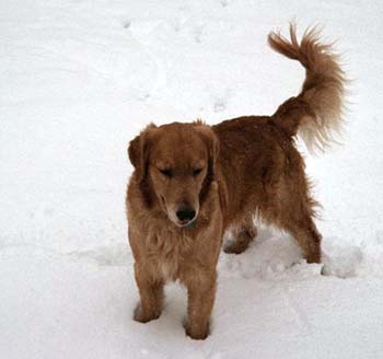 snowymax
