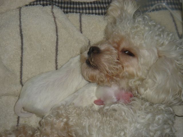 Close-up of Honey with 2 pups cuddling at her neck.