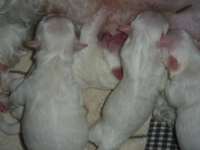 A close-up of 4 pups born just 4 days ago.