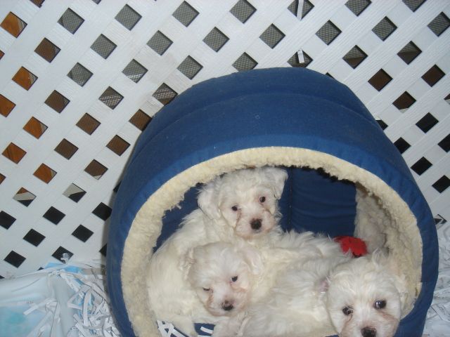 Maltepoo pups