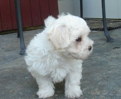 Maltepoo pup.