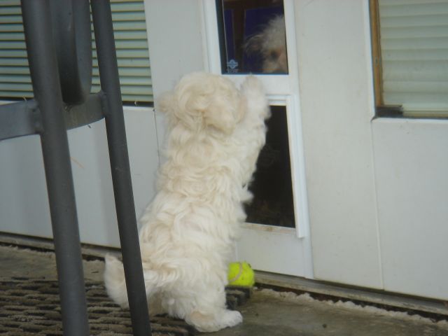 Maltepoo pup