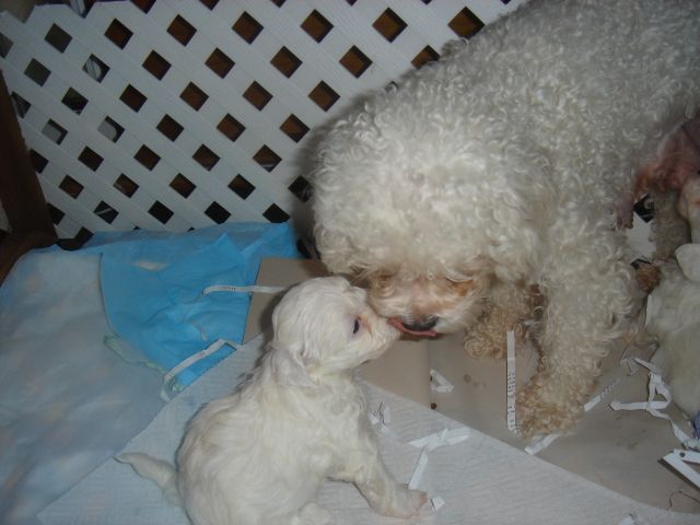 Maltepoo pup and poodle mom.