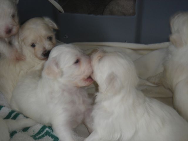 Maltepoo pups at play.