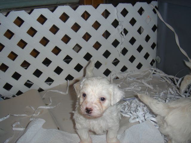 Maltepoo pup