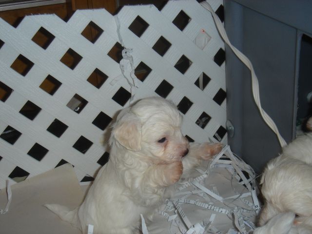 Maltepoo pup.