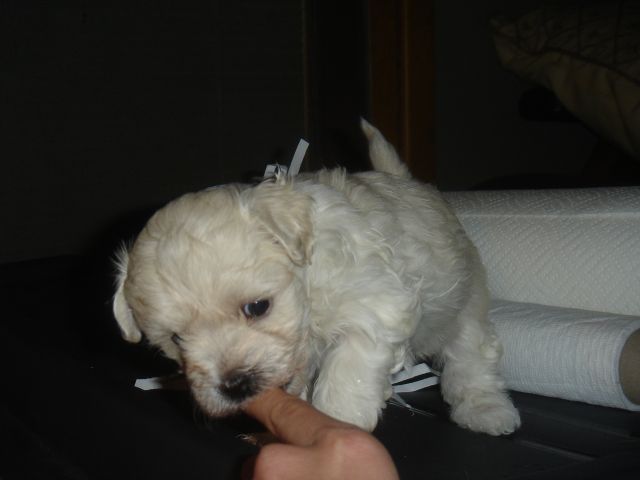 Maltepoo pup.